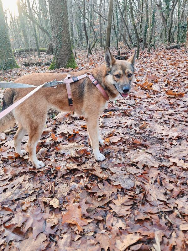 Anais, una splendida lupetta Foto 2